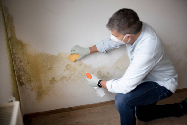 Best Attic Mold Removal  in Tuscumbia, AL