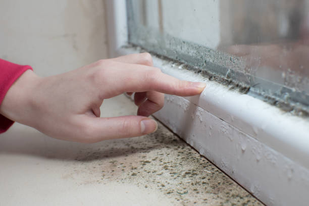 Best Mold Damage Restoration  in Tuscumbia, AL